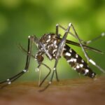 Febbre Dengue, nel mondo oltre due milioni di casi